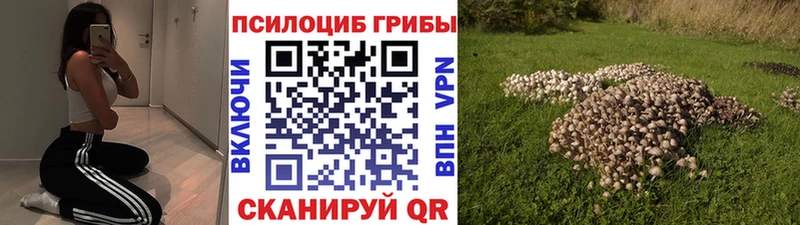маркетплейс официальный сайт  Ногинск  Галлюциногенные грибы Cubensis 